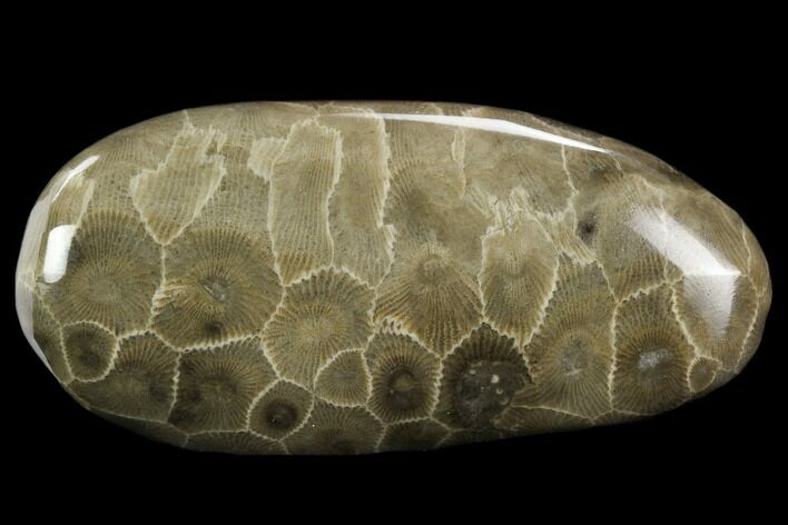 Polished Petoskey Stone (Fossil Coral) - Michigan #131061